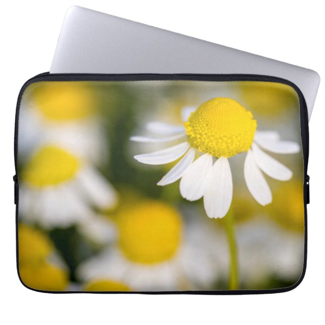 Chamomile flower close-up, Hongarije Laptop Sleeve (Voorkant)
