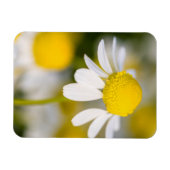 Chamomile flower close-up, Hongarije Magneet (Horizontaal)