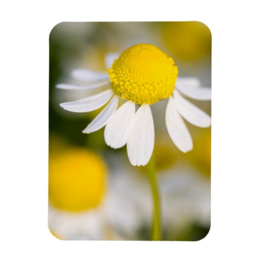 Chamomile flower close-up, Hongarije Magneet (Verticaal)