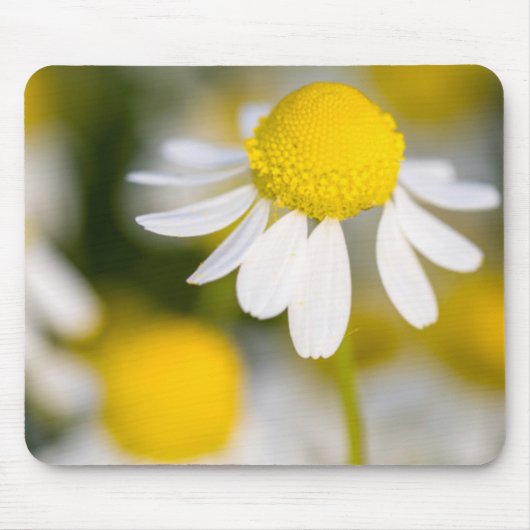 Chamomile flower close-up, Hongarije Muismat (Voorkant)