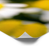 Chamomile flower close-up, Hongarije Poster (Hoek)
