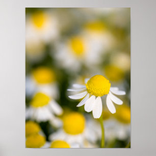 Chamomile flower close-up, Hongarije Poster