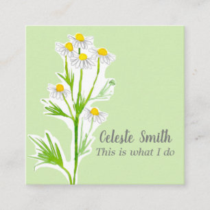 Chamomile Flower Herb Plant Illustration Green Vierkante Visitekaartje