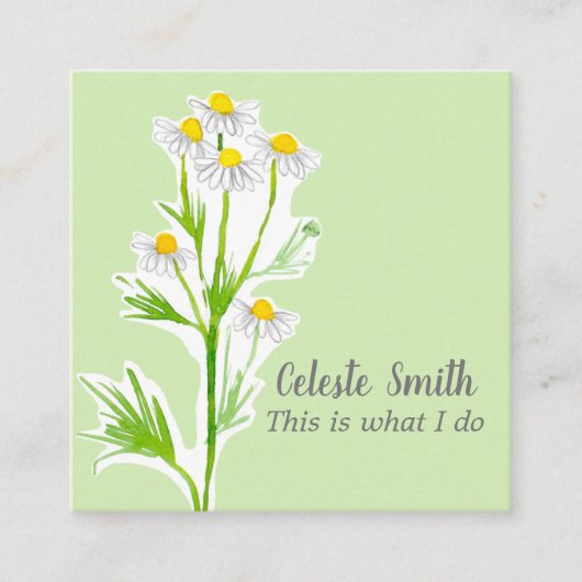 Chamomile Flower Herb Plant Illustration Green Vierkante Visitekaartje (Voorkant)