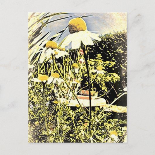 Chamomile Flowers (Antiek stijl) Briefkaart (Voorkant)