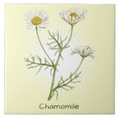  chamomile Herb botanische kunst Tegeltje (Voorkant)