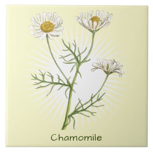  chamomile Herb botanische kunst Tegeltje (Voorkant)