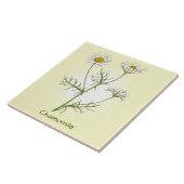  chamomile Herb botanische kunst Tegeltje (Zijkant)