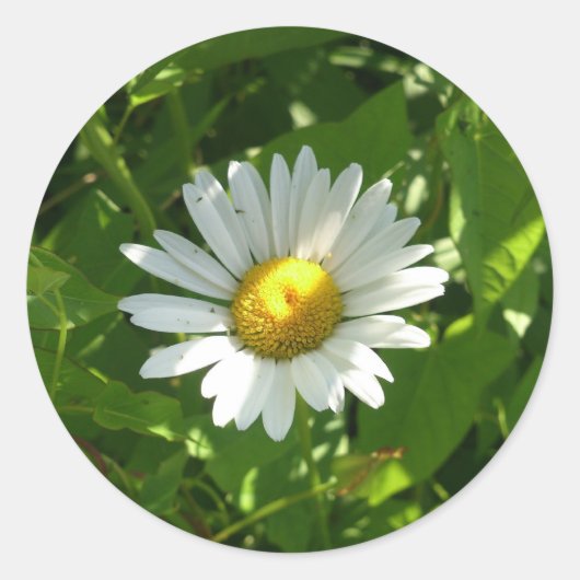 Chamomile Ronde Sticker (Voorkant)