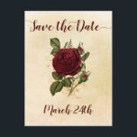 Champagne Bourgondië Red Rose Save the Date Aankondigingskaart<br><div class="desc">champagne Bewaar het Date briefkaart met prachtige corsage van rijke, bordeaux rode roos en rozenstaafjes. Dit rustieke antiek stijlontwerp heeft Save the Date en uw belangrijke datum in handgeschreven script op de voorkant en uw aangepaste bericht op de achterkant. Dit ontwerp kan worden bewerkt voor elke gelegenheid en is een...</div>