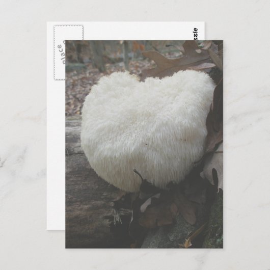 champignonbroed (Hericium erinaceus) Briefkaart (Voorkant / Achterkant)