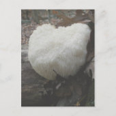 champignonbroed (Hericium erinaceus) Briefkaart (Voorkant)