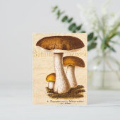  champignonbroeken van de 1800-jarigen: Bruin cham Briefkaart (Staand voorkant)