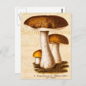  champignonbroeken van de 1800-jarigen: Bruin cham Briefkaart (Voorkant / Achterkant)