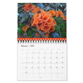 Champignonregenboog 2013-kalender kalender (Feb 2027)