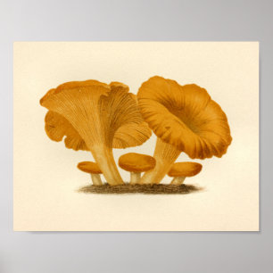  champignons 1861 Art Print Yellow Fungus