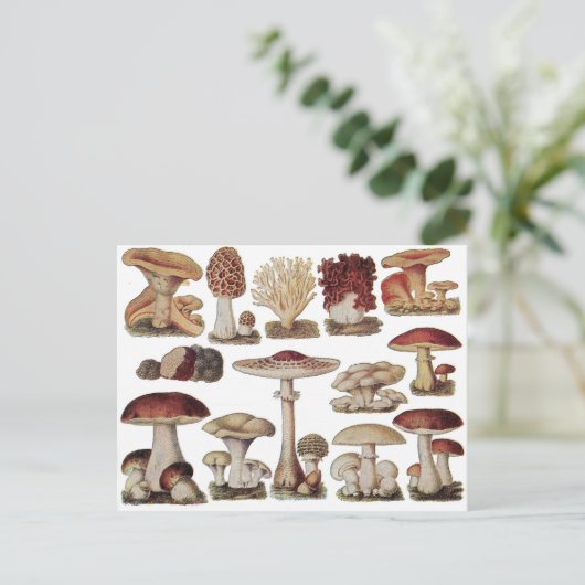  champignons briefkaart (Staand voorkant)