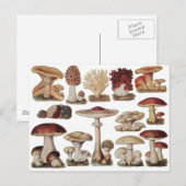  champignons briefkaart (Voorkant / Achterkant)