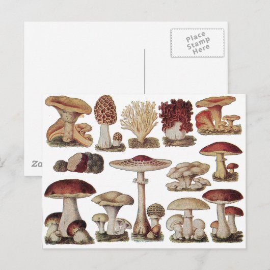  champignons briefkaart (Voorkant / Achterkant)