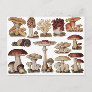 champignons briefkaart