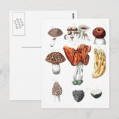 champignons briefkaart (Voorkant / Achterkant)