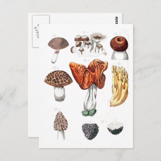 champignons briefkaart (Voorkant / Achterkant)