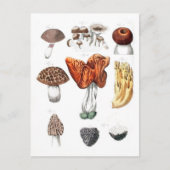 champignons briefkaart (Voorkant)