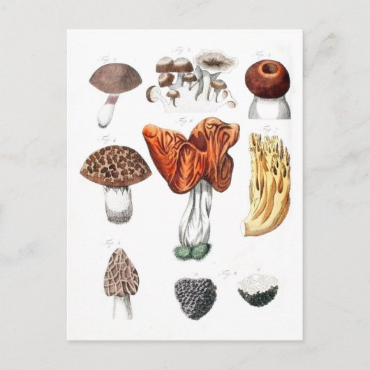 champignons briefkaart (Voorkant)