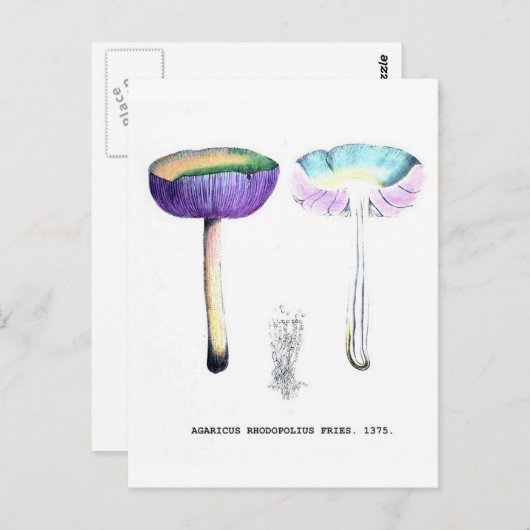  champignons briefkaart (Voorkant / Achterkant)