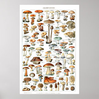 Champignons - Collectie van champignons Poster