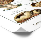 Champignons - Collectie van paddenstoelen Poster (Hoek)