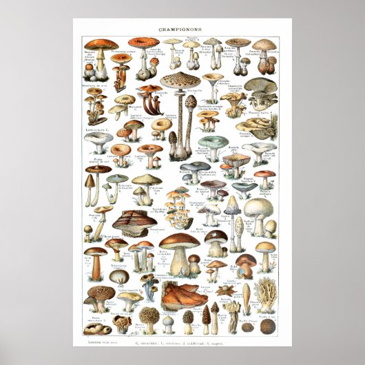 Champignons - Collectie van paddenstoelen Poster (Voorkant)
