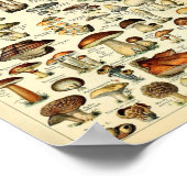 Champignons, educatieve vintage poster (Hoek)