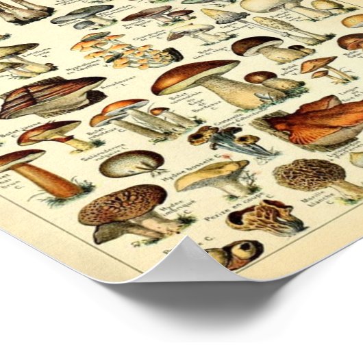 Champignons, educatieve vintage poster (Hoek)