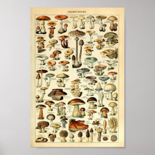 Champignons, educatieve vintage poster