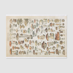 Champignons  Franse schimmels Decoupage Collage Tissuepapier