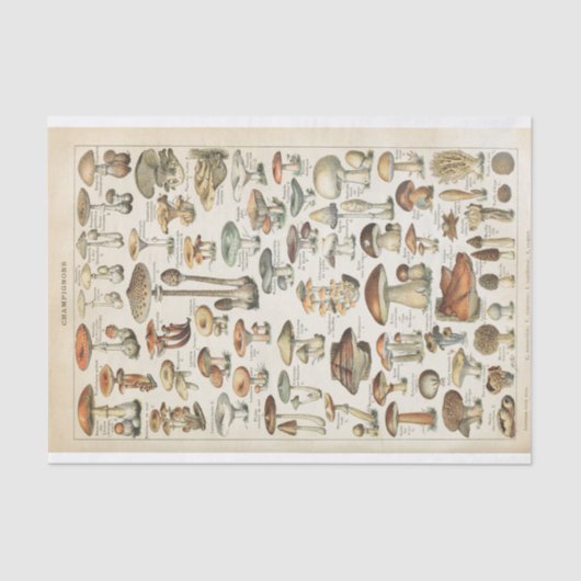 Champignons Franse schimmels Decoupage Collage Tissuepapier (Voorkant)