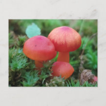 Champignons Helderrood op bosbodem