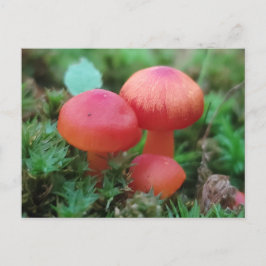 Champignons Helderrood op bosbodem Briefkaart