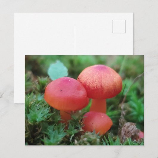 Champignons Helderrood op bosbodem Briefkaart (Voorkant / Achterkant)