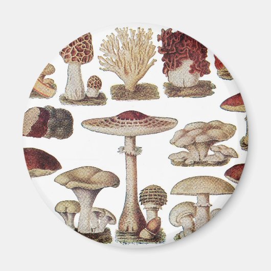 champignons magneet (Voorkant)