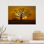 Champion Bur Oak Sunset Poster (Keuken)