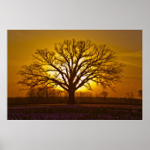 Champion Bur Oak Sunset Poster (Voorkant)