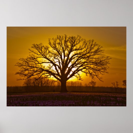 Champion Bur Oak Sunset Poster (Voorkant)