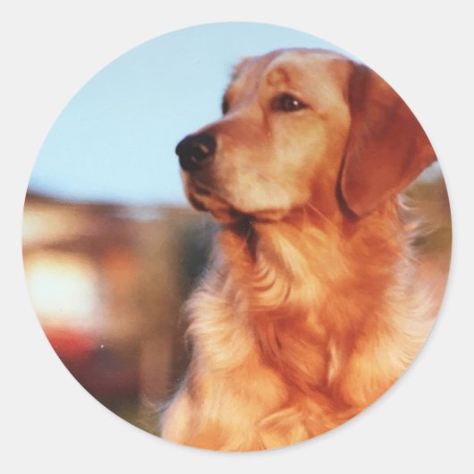 Champion Golden Retriever Dog Sticker (Voorkant)