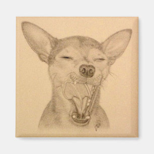 Chance de Chihuahua Magnet ~ Puppy Yawn