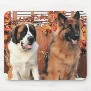 Chance LH-Shepherd Mae St Bernard Photo-3 Muismat