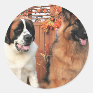Chance LH-Shepherd Mae St Bernard Photo-3 Ronde Sticker