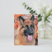 Chance - Long Hazard German Shepherd Photo-7 Briefkaart (Staand voorkant)