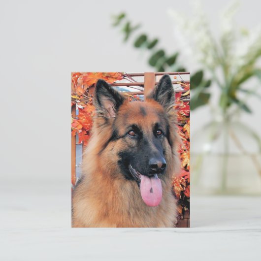 Chance - Long Hazard German Shepherd Photo-7 Briefkaart (Staand voorkant)